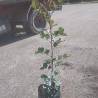 piantine di carrubo selvatico 