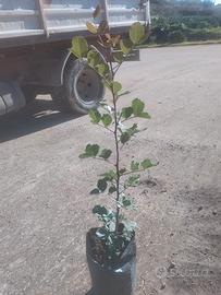 piantine di carrubo selvatico 