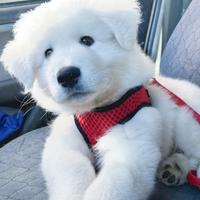 50 giorni di eta di cucciolo di pastore abruzzese