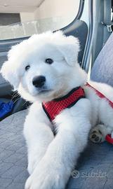 50 giorni di eta di cucciolo di pastore abruzzese