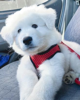 50 giorni di eta di cucciolo di pastore abruzzese
