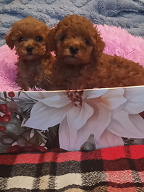 Barboncino Toy con pedigree Enci