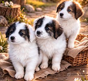 Rari pastori di tornjak