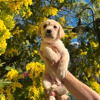 Cuccioli di Labrador