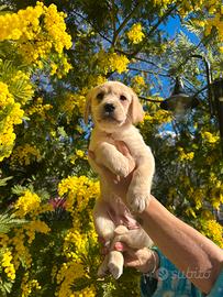 Cuccioli di Labrador