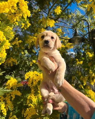Cucciola di Labrador