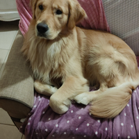 Golden retriever - accoppiamento