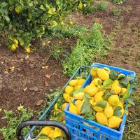 limoni biologici 4 stagioni 
