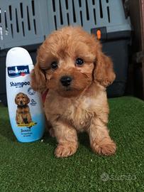 Maltipoo cucciola Red