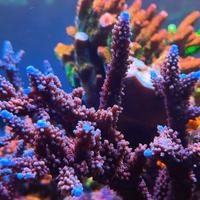 Talea di Acropora
