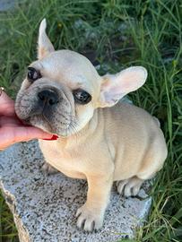Bulldog francese