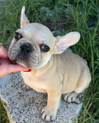 Bulldog francese