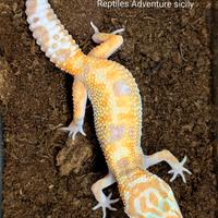 Geco White and Yellow