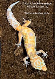 Geco White and Yellow