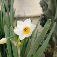 5 Bulbi narciso bianco