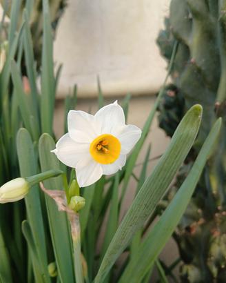 5 Bulbi narciso bianco