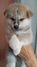 Cuccioli di akita inu