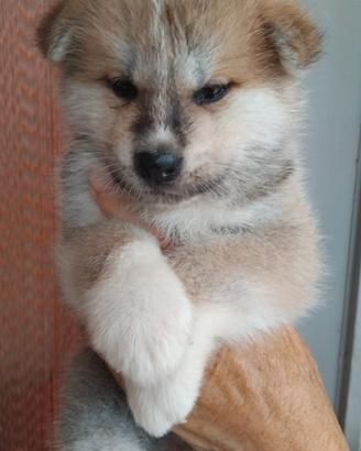 Cuccioli di akita inu