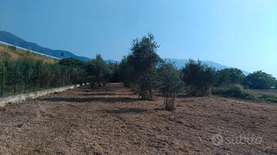 Terreno agricolo per CASA COLONICA
