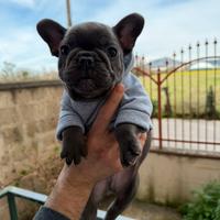 Bulldog francese