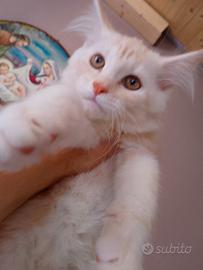 Maine coon con pedigree anche libero