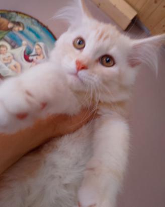 Maine coon con pedigree anche libero