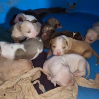 Cuccioli di pitt bull