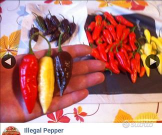 Peperoncini BhutJolokia,Carolina Reaper ecc