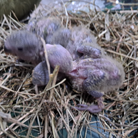 Pulli di inseparabili