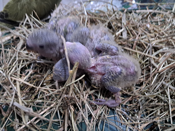 Pulli di inseparabili