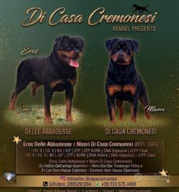 Rottweiler cuccioli