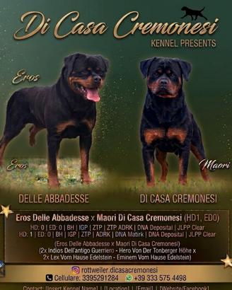 Rottweiler cuccioli