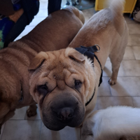 Sharpei maschio