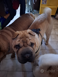 Sharpei maschio