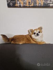 Chiuahua ciwawa maschio