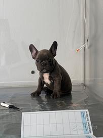 Bulldog francese cucciolo