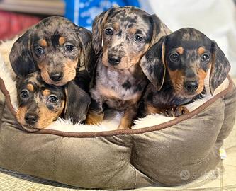 Cuccioli di bassotti Arlecchino kaninchen