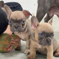 Bulldog francesi esotici