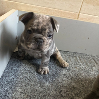 Bulldog francese merle prezzo trattabile