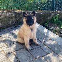 Pastore belga Tervueren