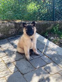 Pastore belga Tervueren