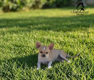 Cucciolo di chihuahua con pedigree Enci/Fci
