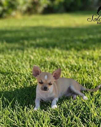 Cucciolo di chihuahua con pedigree Enci/Fci