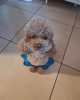 Barboncino toy per monta