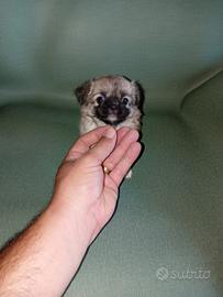 chihuahua Toy pelo lungo femmine 