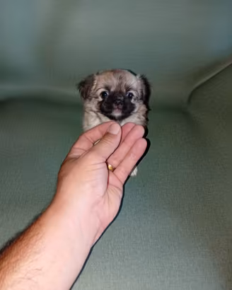 chihuahua Toy pelo lungo femmine 