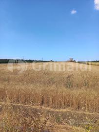 Terreno Agricolo Ugento [17vecchiafellineVCG] (Uge
