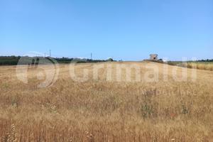 Terreno Agricolo Ugento [17vecchiafellineVCG] (Uge