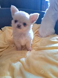 Cucciolo pelo lungo pedigree