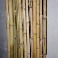 Canne bamboo